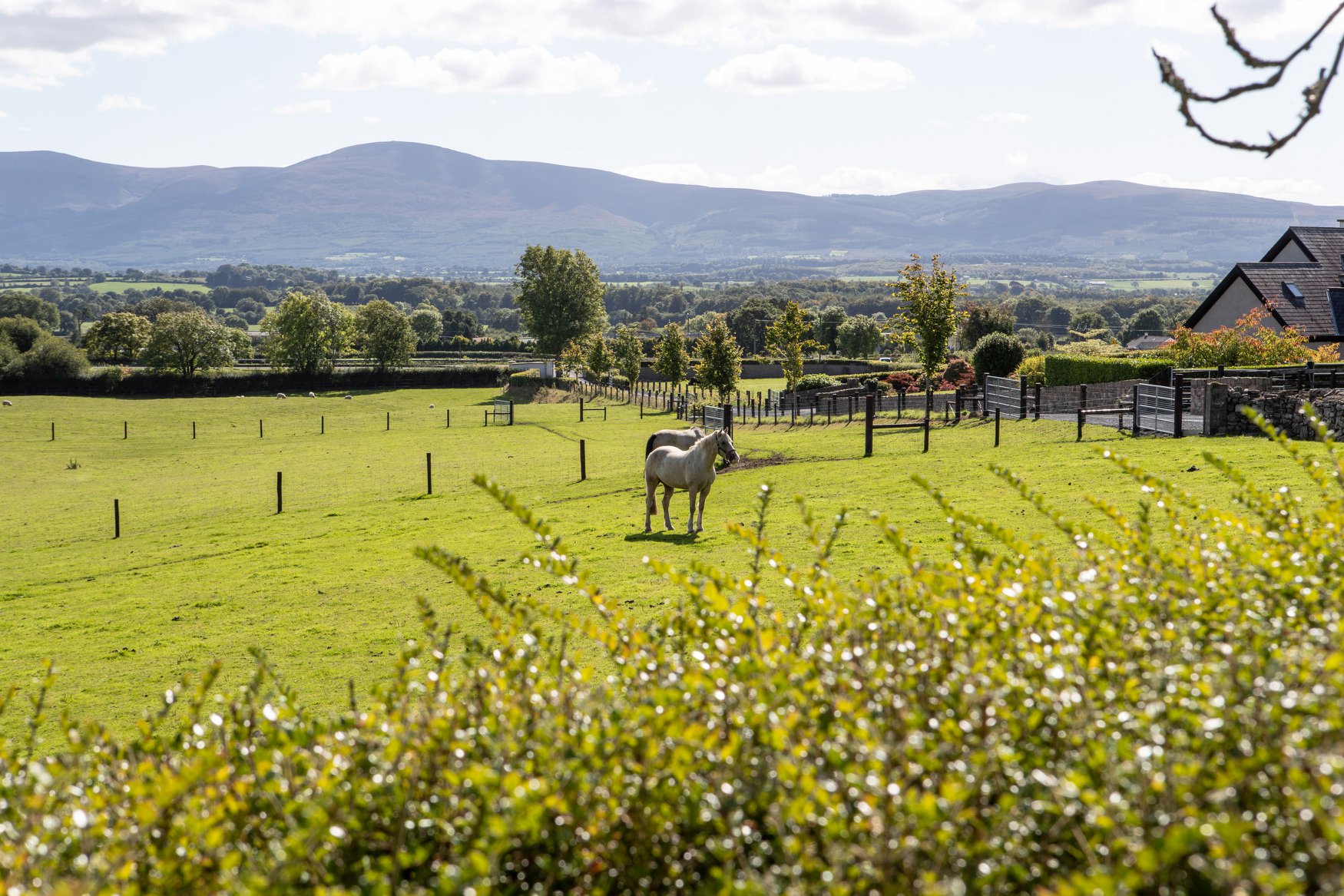 A view of the horses in a field outside the Self catering farm house, Mary Kates