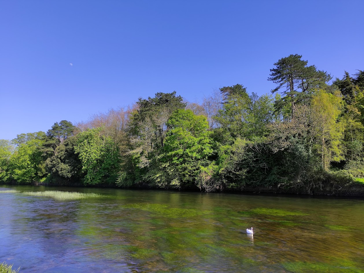 sawn floating on the river suir with trees in the background